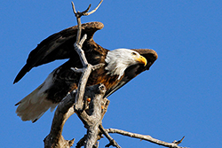 A Bald Eagle prepares to take flight. Photo courtesy of CPW. 